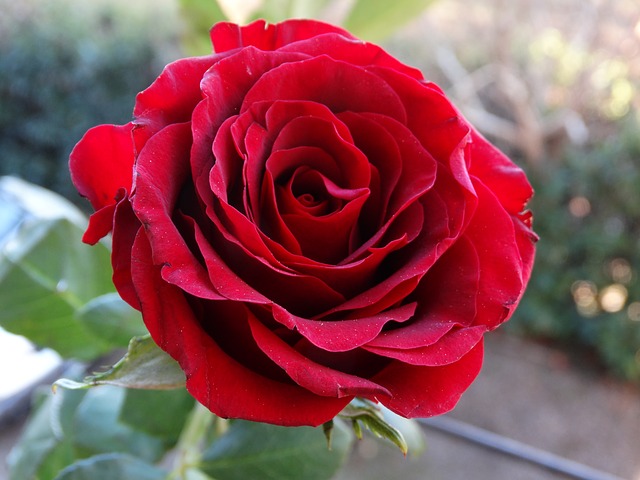 rose-2885586_640